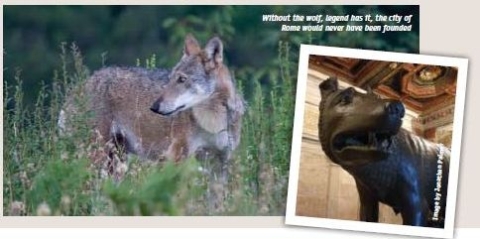 Article with Adam about Italian wolf